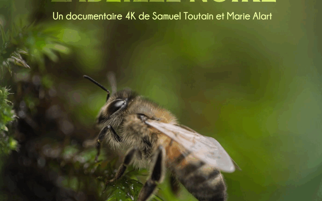Ma planète et moi « Au pays de l’Abeille noire »  Projection causerie autour de l’univers des abeilles